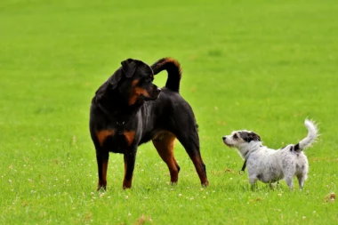 Istraživanje pokazalo: Muškarci i žene iz različitih razloga biraju psa za ljubimca!