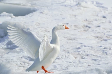 Čudni mitovi u koje su ljudi verovali: Kako nam zaklana guska i slezina svinje mogu predvideti oštrinu zime?