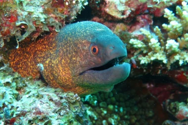 (VIDEO) Jegulja strujom koju proizvodi osvetljava jelku!