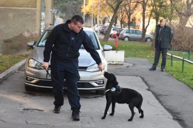 (VIDEO) Francuzi Upravi carine poklonili labradora O'nila: Pored njega je nemoguće prošvercovati drogu, ali komande prima samo na MATERNJEM JEZIKU