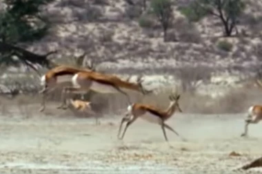 Zbog skupocene marame od šatuša strada retka vrsta antilope: Ne pomažu ni visoke kazne!