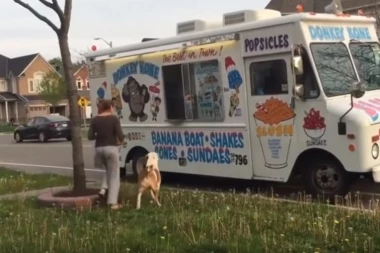 (VIDEO) OVO JE BAŠ JEDAN SREĆAN PAS! Pit bul strpljivo čeka red za sladoled!