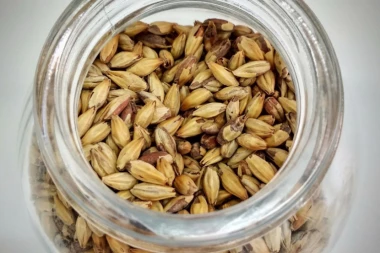 Svemoćna ječmena voda: Odlična je za probavu, jača imunitet i čuva srce! Od ove biljke pravi se i napitak za bubrege!