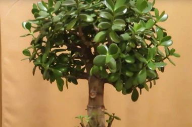 Parac donosi bogatstvo u svaku kuću! Biljku krasulu stavite na OVO mesto u svom domu i pare će samo da pljušte