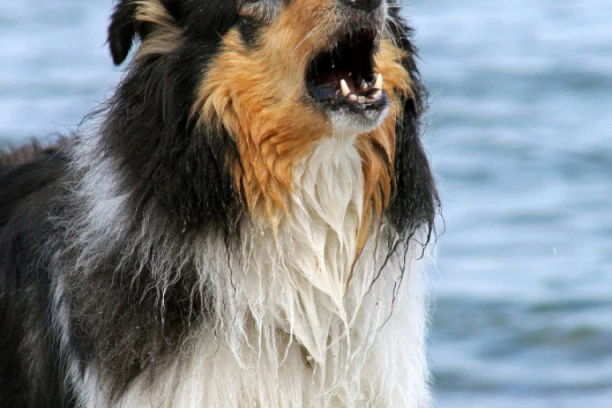 Ako vaš pas ne voli da se kupa, onda pravite ove pogrešne poteze: Ove greške u vaspitanju morate da izbegavate