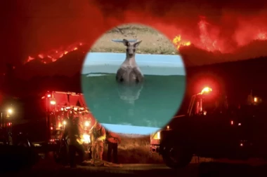 (VIDEO) U Australiji bukte požari, ali jedan kengur je našao svoju oazu