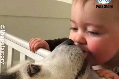 (VIDEO) Dok vlasnici rone suze, njihovi ljubimci ih teše! Spremite se, kada vidite kako su brižni i vi ćete zaplakati