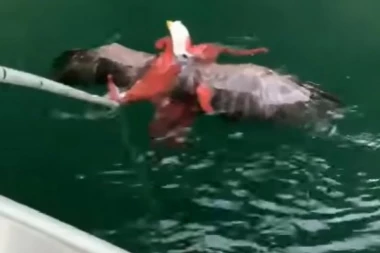 (VIDEO) Pogledajte kako hobotnica pokušava da ubije orla