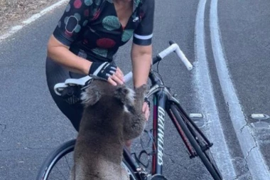 (VIDEO) Duša preslatka! Koala se popela na bicikl i popila ženi vodu