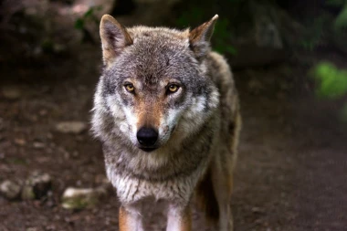 Često se upoređujemo sa vukom: Ali koja je ustvari simbolika njegovog karaktera?