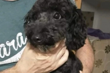 Nestao Čarli u Obrenovcu! Pomozimo vlasnicima da ga pronađu