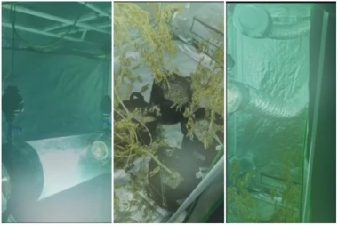 (VIDEO) LISICE NA RUKAMA DILERA: U stanu sina bivšeg direktora "Čistoće" otkrivena laboratorija za uzgoj marihuane