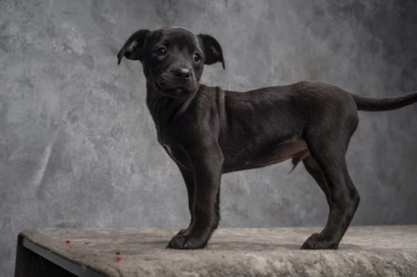 Humani fotograf svojim umetničkim fotkama pasa lutalica udomio nesrećne životinje
