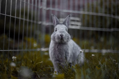 ZEČICA BOROVNICA STALNO ŽELI DA KLOPA: A pogledajte tek kako traži da je neko MAZI! (VIDEO)