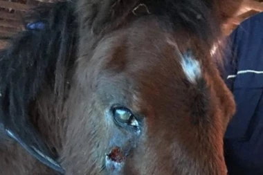 (FOTO) Ako mi zakažemo sudbina 19 konja biće tragična! Pomozimo "Starom Brdu" da zbrine životinje zaplenjene u švercu