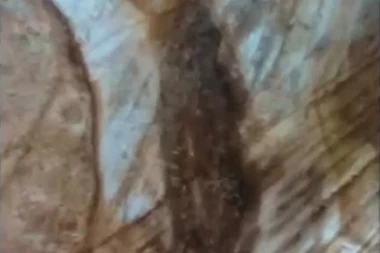 Čudo u Borči: U topoli se ukazao Jovan Krstitelj, a potom i Majka božja