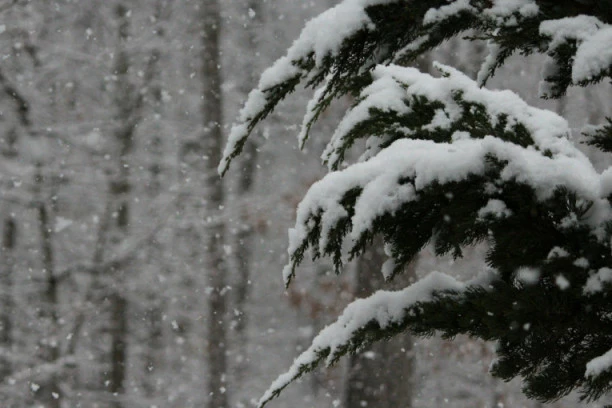 HOROR KOD MEDVEĐE: Majka troje dece umrla od smrzavanja!