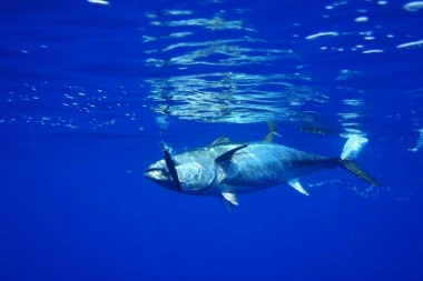 Kapitalka! Tuna od 276 kg prodata za više od 1,7 miliona evra