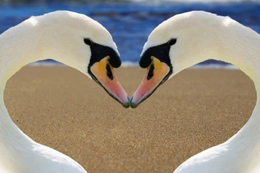 Dokazano je! Ove životinje bolje razmeju ljubav od ljudi!