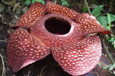 (FOTO) Kad jednom otvori usta, posle nedelju dana vene: "Cvet čudovište" pronađen u divljini Indonezije