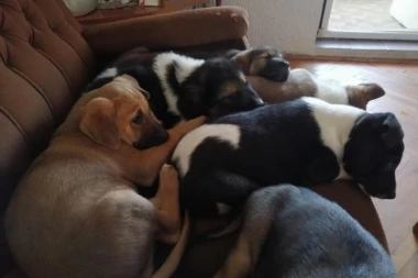 TRAŽE SE DOBRI LJUDI: Hitno potreban dom za slatke štence