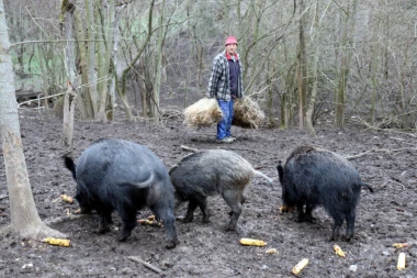 VELIKA OPASNOST! Afrička svinjska kuga stigla u Pirot i Dimitrovgrad