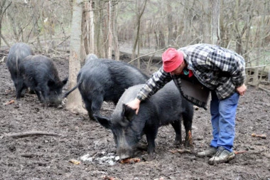 (FOTO) Svilajnčanin gaji divlje svinje - hrani ih, mazi, i prodaje
