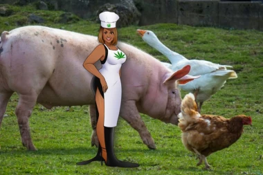 Seksi farmerke otišle iz grada u selo da uzgajaju kanabis i piliće