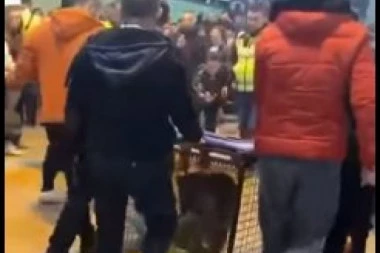 (VIDEO) ZA NEVERICU: Doneli vuka u kavezu na turnir u fudbalu