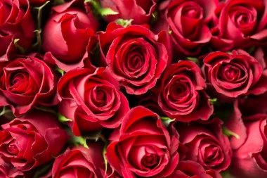 ZA BUKET RUŽA ĆETE MORATI DA ISKEŠIRATE NAJMANJE 2.500 DINARA! Cene cveća pred 8. mart otišle u nebesa, a potražnja nikad veća!