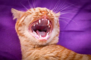 10 saveta za dentalnu higijenu mačaka