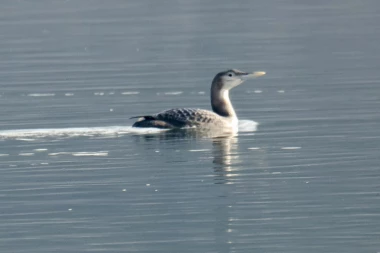 Ornitolozi otkrili novu vrstu ptice za Srbiju
