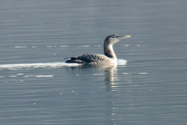 Ornitolozi otkrili novu vrstu ptice za Srbiju