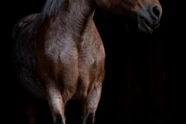 HOROR NA ILINDANSKOM VAŠARU! Konj uleteo među ljude, gazio sve redom! Dečak (11) i devojka (22) TEŠKO povređeni!
