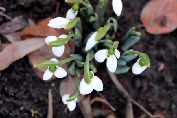 VISIBABE PROCVETALE USRED ZIME! Nesvakidašnji prizor iz sela kod Topole - oko pupoljaka sneg!