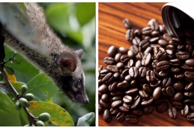 Da li ste toliko hrabri da probate najskuplju kafu na svetu?