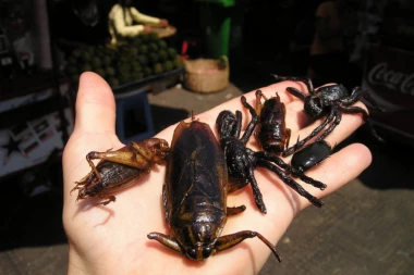 Da li su insekti hrana budućnosti?