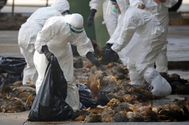 Nad svetom se nadvija nova opasnost! Ptičji grip se pojavio u Kini