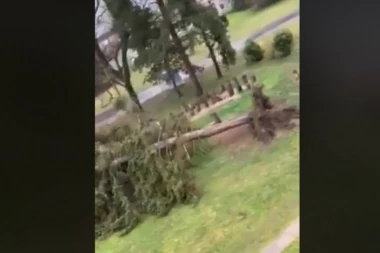 (VIDEO) Udari olujnog vetra napravili haos u komšiluku: Pogledajte kako je vetar iščupao drvo u Hrvatskoj!