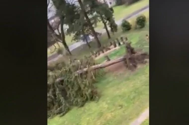 (VIDEO) Udari olujnog vetra napravili haos u komšiluku: Pogledajte kako je vetar iščupao drvo u Hrvatskoj!