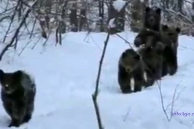 Fantastičan snimak: Medvedi se probudili iz zimskog sna