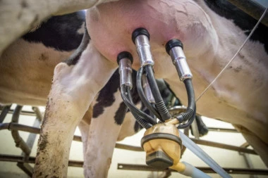 U Srbiji niko neće da muze krave! Ministarstvo poljoprivrede nabavlja ROBOTE!