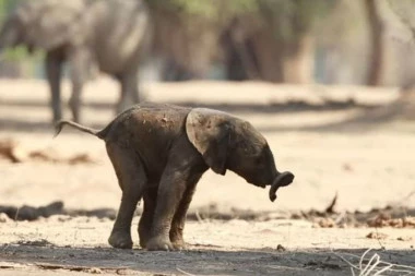 Presladak video: Slonče uči da hoda, ali ga gravitacija sputava