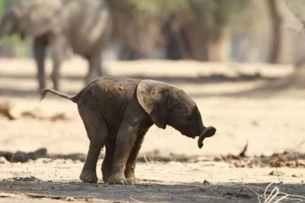 Presladak video: Slonče uči da hoda, ali ga gravitacija sputava