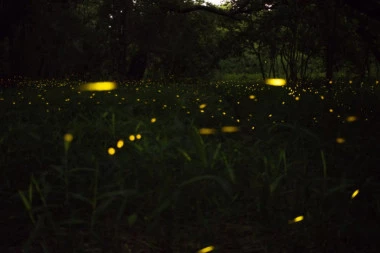 Prelepi insekti pred istrebljenjem: Evo šta su uzroci gašenja ovog "svetla"!