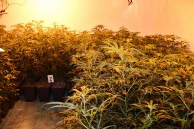 Uhapšen uzgajivač marihuane iz Ljiga: Policija u plasteniku pronašla pravi "herbarijum"