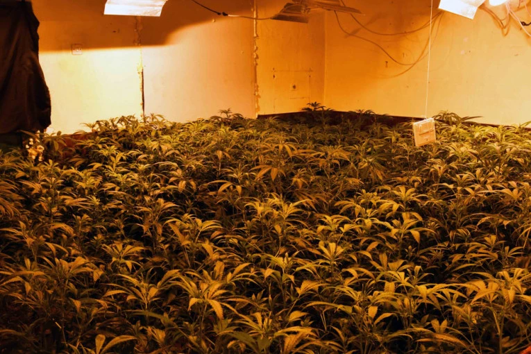 Kupili kuću u selu kraj Zrenjanina pa unutra uzgajali marihuanu: Beograđani završili iza rešetaka