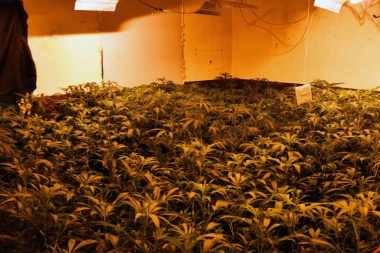 Kupili kuću u selu kraj Zrenjanina pa unutra uzgajali marihuanu: Beograđani završili iza rešetaka