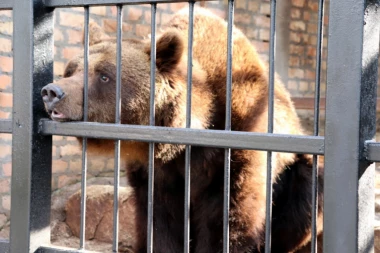 Kraj ili nastavak zime? Evo šta "kažu" jagodinski medvedi!