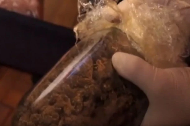 KRIO MARIHUANU U PODRUMU: Policija uhapsila dilera u Majdanpeku